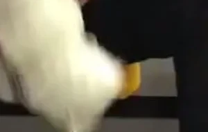 薄肌大DIAO直男飞机 | 视频
